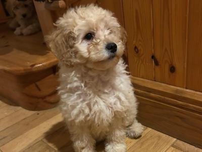 Gorgeous Teddy Bear Poochon puppies 😍🐶 in Wexford