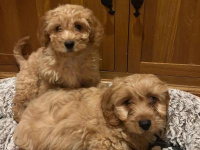 Gorgeous Teddy Bear Poochon puppies 😍🐶 in Wexford