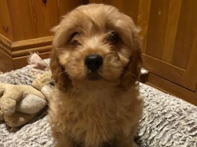Gorgeous Teddy Bear Poochon puppies 😍🐶 in Wexford