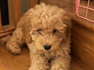 Gorgeous Teddy Bear Poochon puppies 😍🐶 in Wexford