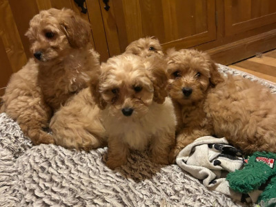 Gorgeous Teddy Bear Poochon puppies 😍🐶 in Wexford