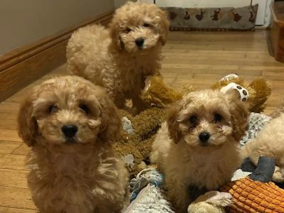 Gorgeous Teddy Bear Poochon puppies 😍🐶 in Wexford