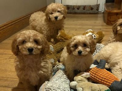 Gorgeous Teddy Bear Poochon puppies 😍🐶 in Wexford