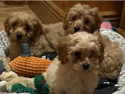 Gorgeous Teddy Bear Poochon puppies 😍🐶 in Wexford