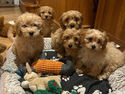 Gorgeous Teddy Bear Poochon puppies 😍🐶 in Wexford