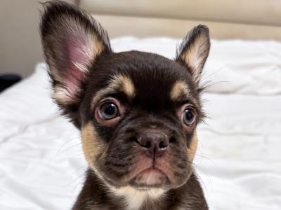 Last remaining Fluffy French Bulldog puppy in Down