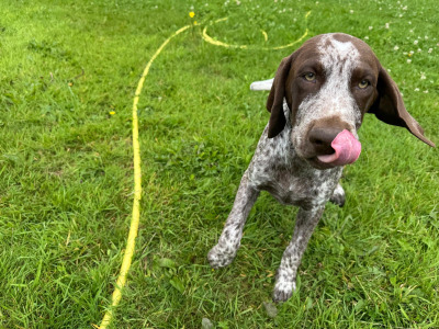 Pedigree Short Haired German Pointer pup in Roscommon