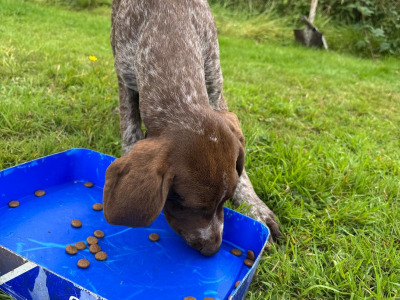 Pedigree Short Haired German Pointer pup in Roscommon