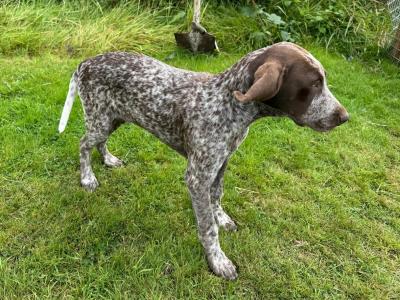 Pedigree Short Haired German Pointer pup in Roscommon