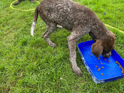 Pedigree Short Haired German Pointer pup in Roscommon