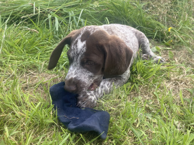 Pedigree Short Haired German Pointer pup in Roscommon