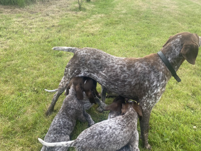Pedigree Short Haired German Pointer pup in Roscommon