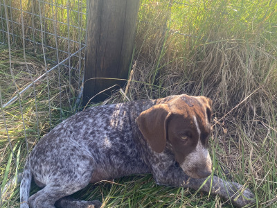 Pedigree Short Haired German Pointer pup in Roscommon