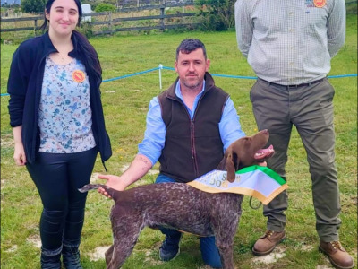 Pedigree Short Haired German Pointer pup in Roscommon