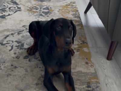 IKC Registered male Dobermann puppy in Meath
