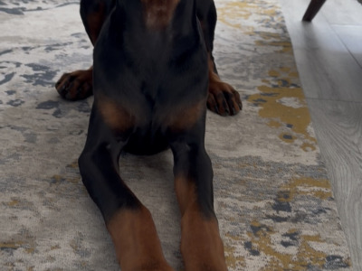 IKC Registered male Dobermann puppy in Meath