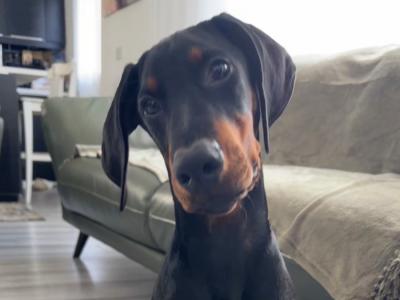 IKC Registered male Dobermann puppy in Meath