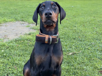 IKC Registered male Dobermann puppy in Meath