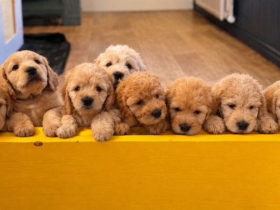 Cockapoo x Labradoodle puppies in Cork