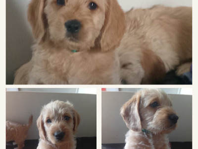 Cockapoo x Labradoodle puppies in Cork