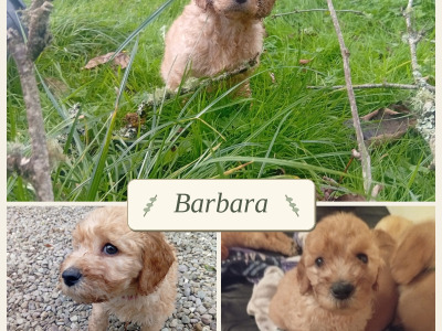 Cockapoo x Labradoodle puppies in Cork