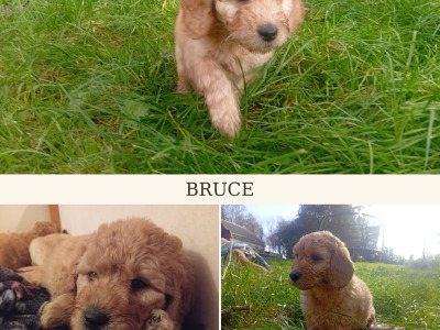 Cockapoo x Labradoodle puppies in Cork