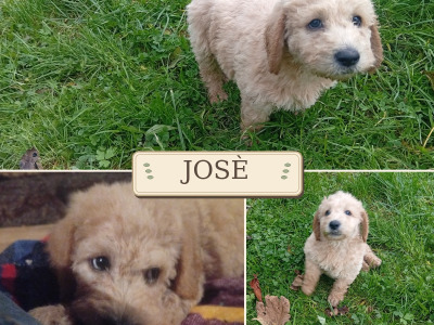 Cockapoo x Labradoodle puppies in Cork