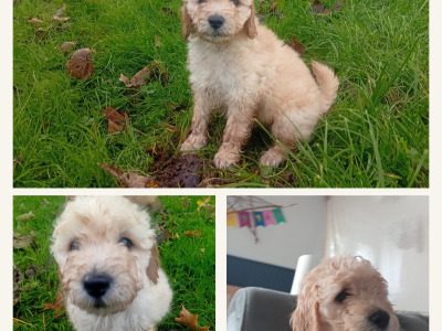 Cockapoo x Labradoodle puppies in Cork