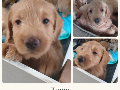 Cockapoo x Labradoodle puppies in Cork