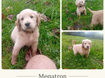 Cockapoo x Labradoodle puppies in Cork
