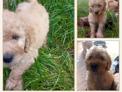 Cockapoo x Labradoodle puppies in Cork