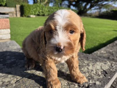 Cockapoo puppies in Wexford