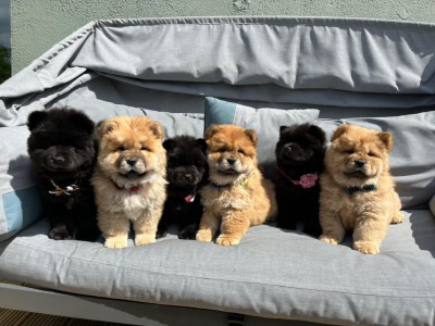 IKC Registered Chow Chow for Stud