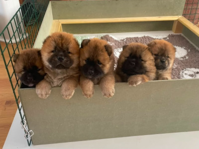 IKC Registered Chow Chow for Stud
