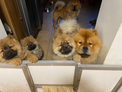 IKC Registered Chow Chow for Stud