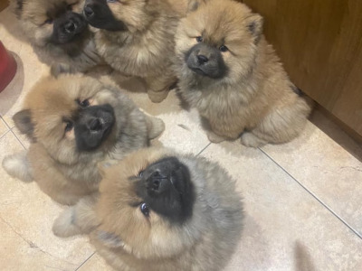 IKC Registered Chow Chow for Stud