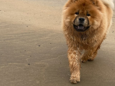 IKC Registered Chow Chow for Stud
