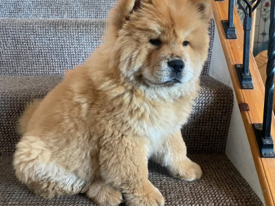 IKC Registered Chow Chow for Stud
