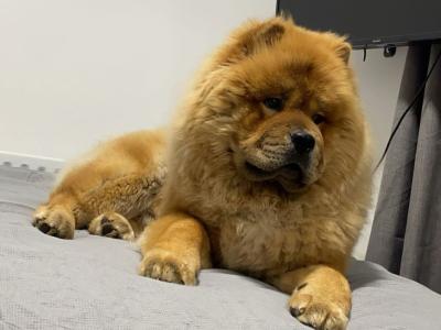IKC Registered Chow Chow for Stud