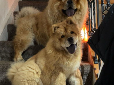 IKC Registered Chow Chow for Stud