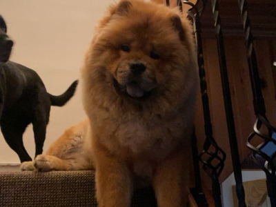 IKC Registered Chow Chow for Stud