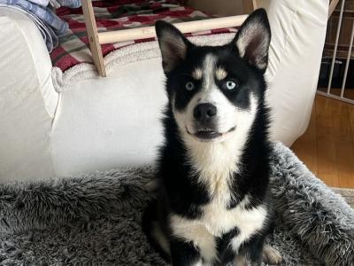 Loving male Pomsky 13 months old in Galway is seeking a very special home