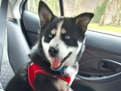 Loving male Pomsky 13 months old in Galway is seeking a very special home