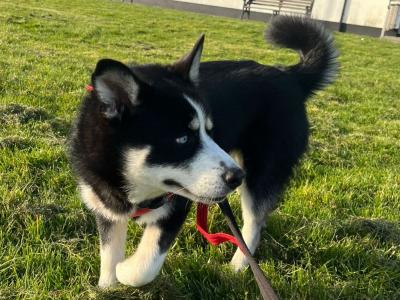 Loving male Pomsky 13 months old in Galway is seeking a very special home