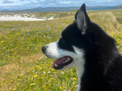 Loving male Pomsky 13 months old in Galway is seeking a very special home