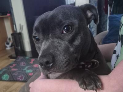Èire is an IKC Registered Staffordshire Bull Terrier 1½ years old in Mayo