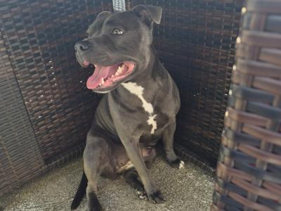 Èire is an IKC Registered Staffordshire Bull Terrier 1½ years old in Mayo