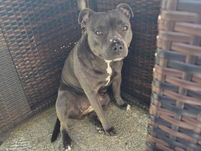 Èire is an IKC Registered Staffordshire Bull Terrier 1½ years old in Mayo