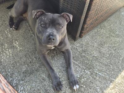 Èire is an IKC Registered Staffordshire Bull Terrier 1½ years old in Mayo