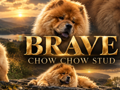 IKC Registered Chow Chow for Stud